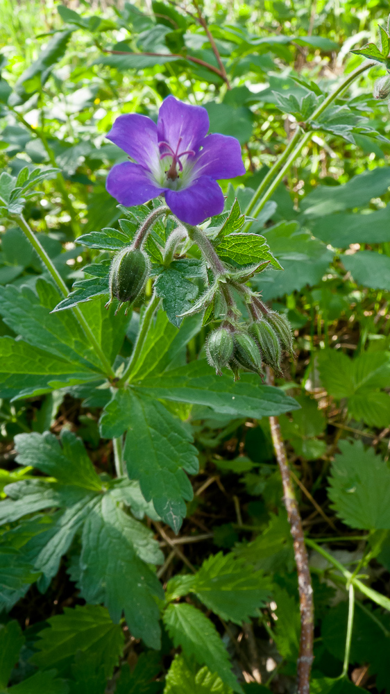 Изображение особи Geranium sylvaticum.