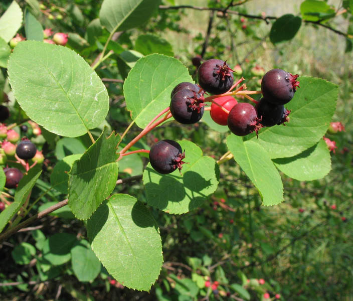 Image of Amelanchier spicata specimen.