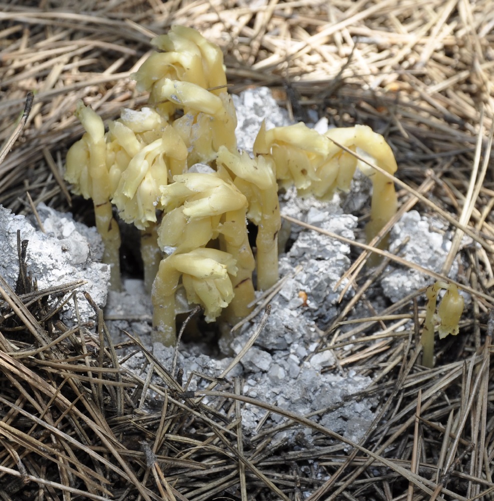 Image of Hypopitys monotropa specimen.