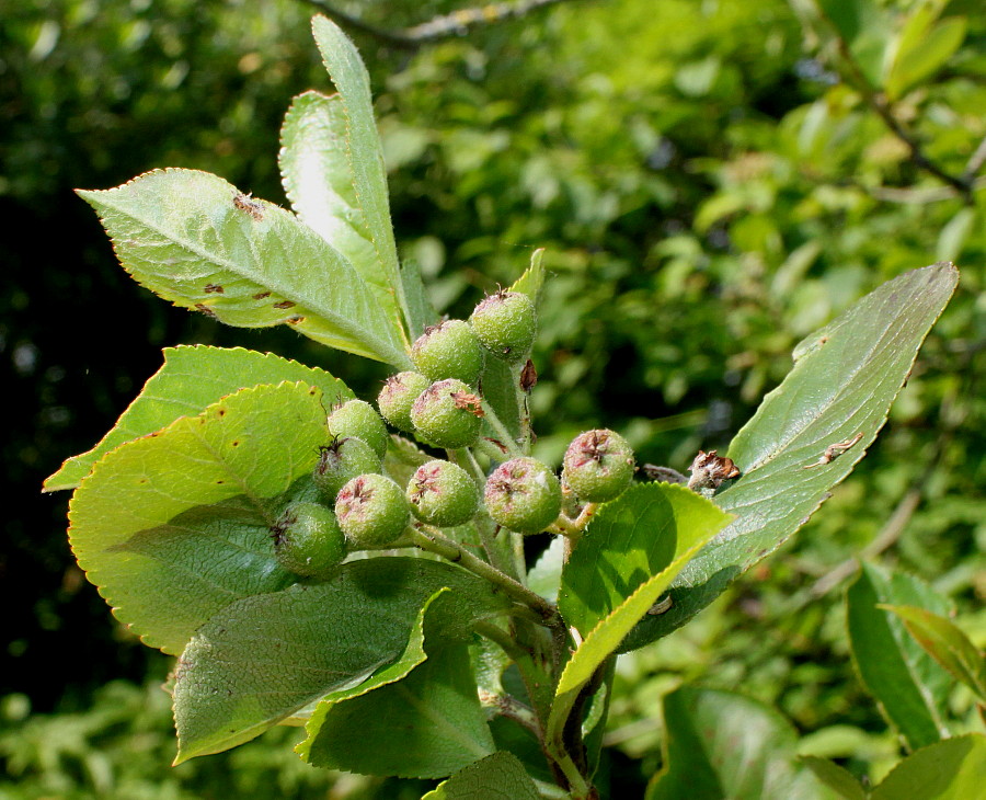 Изображение особи Aronia melanocarpa.