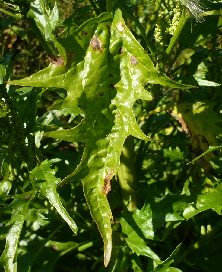 Image of Oxybasis rubra specimen.