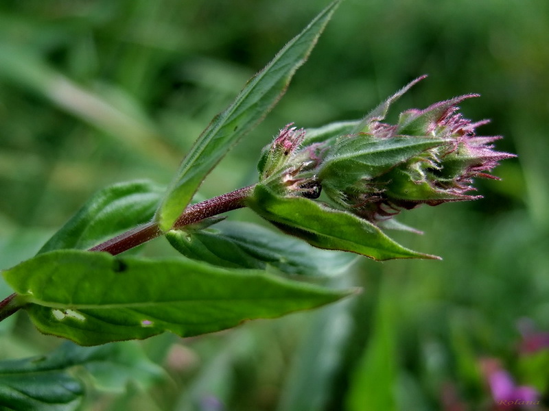 Image of Lythrum salicaria specimen.