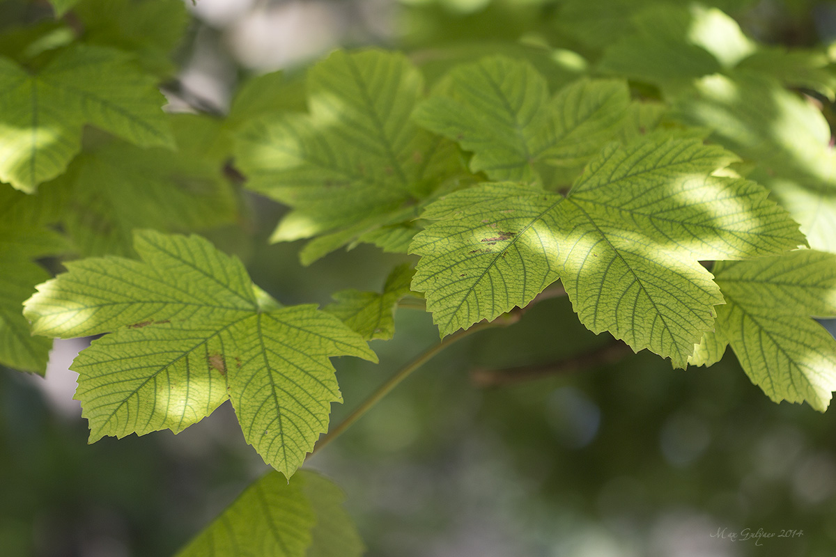 Изображение особи Acer pseudoplatanus.