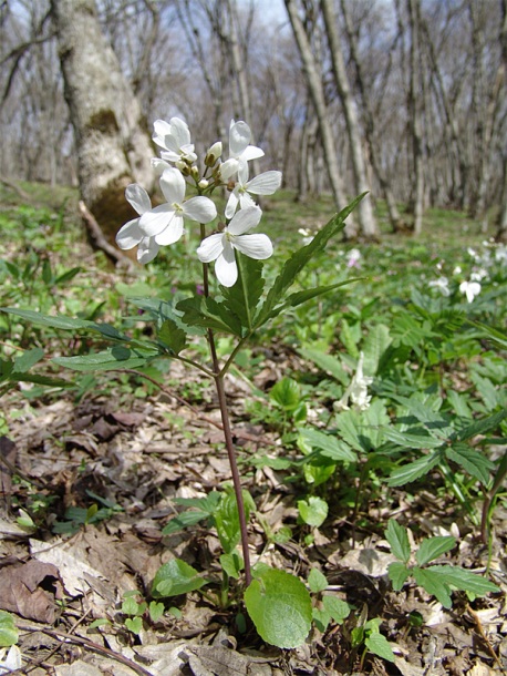 Изображение особи Cardamine quinquefolia.