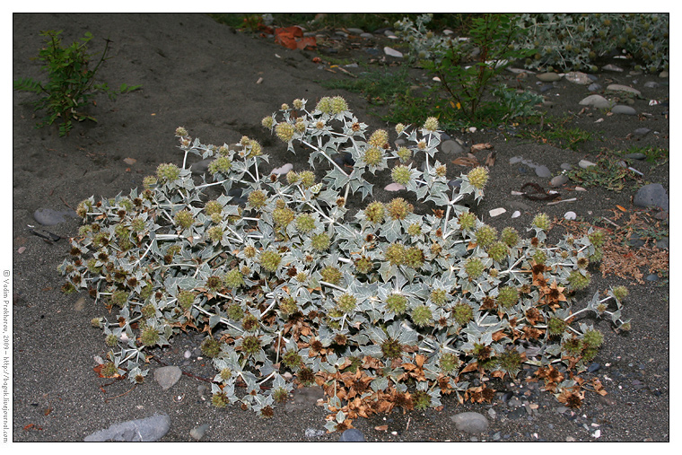 Image of Eryngium maritimum specimen.