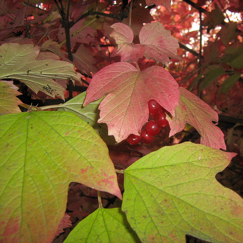 Image of Viburnum opulus specimen.