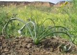 Ornithogalum ponticum. Зацветающее растение. Краснодарский край, Темрюкский р-н, мыс Железный Рог, обрывистый глинистый приморский склон. 01.05.2015.