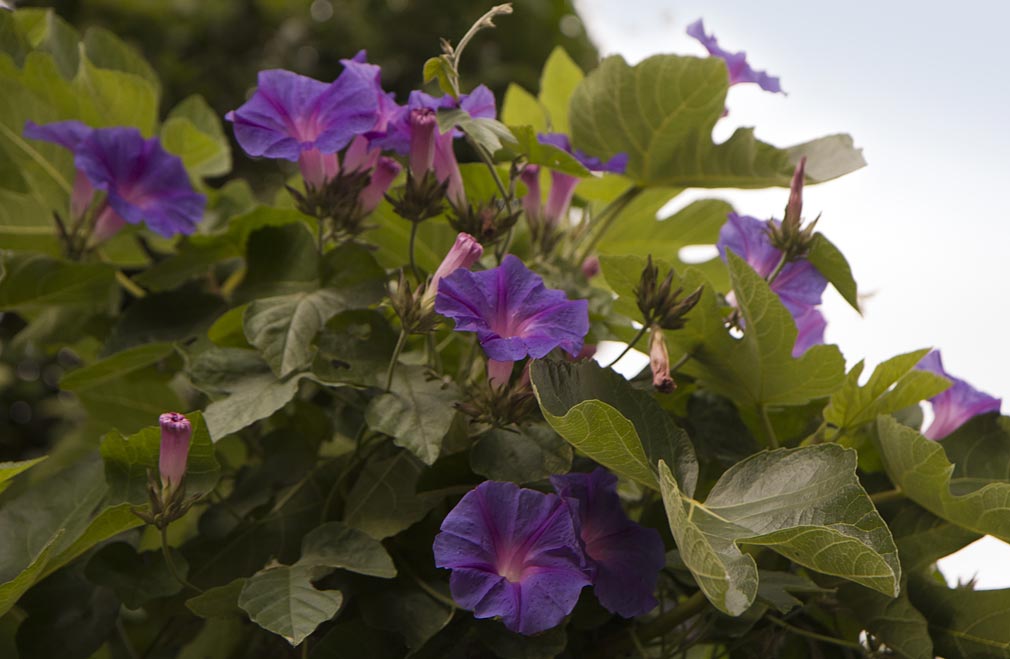 Image of Ipomoea indica specimen.