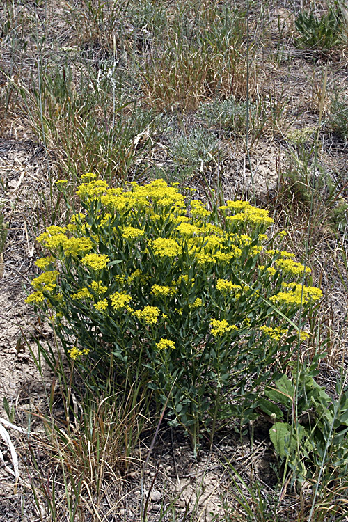 Image of genus Haplophyllum specimen.