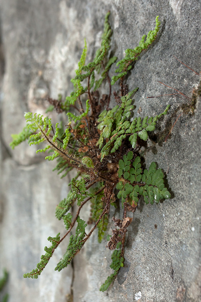 Image of Oeosporangium acrosticum specimen.