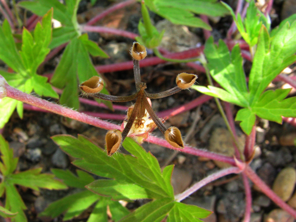 Изображение особи Geranium sibiricum.