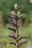 Lupinus polyphyllus