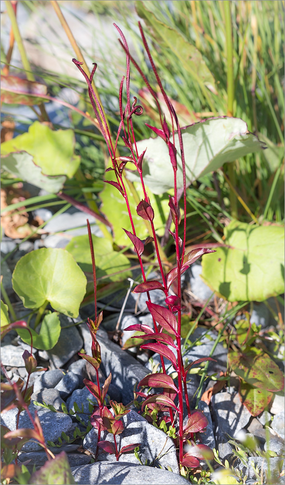 Изображение особи Epilobium hornemannii.