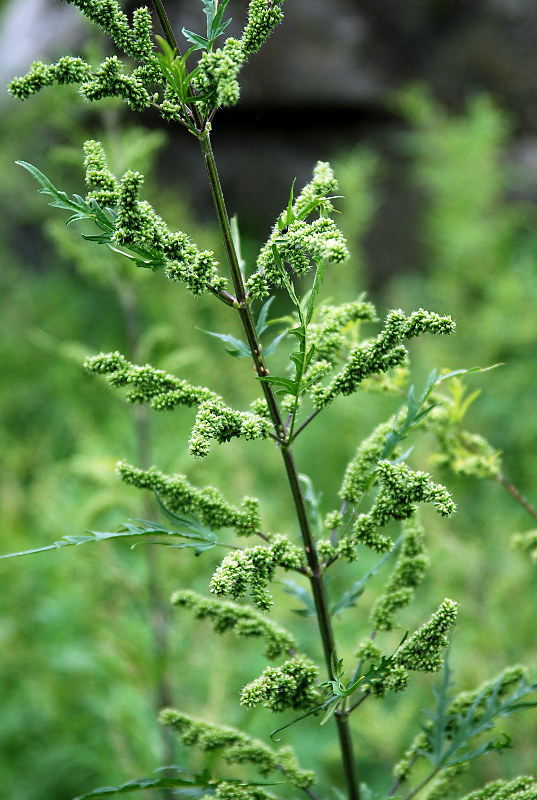 Image of Urtica cannabina specimen.