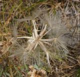 genus Tragopogon