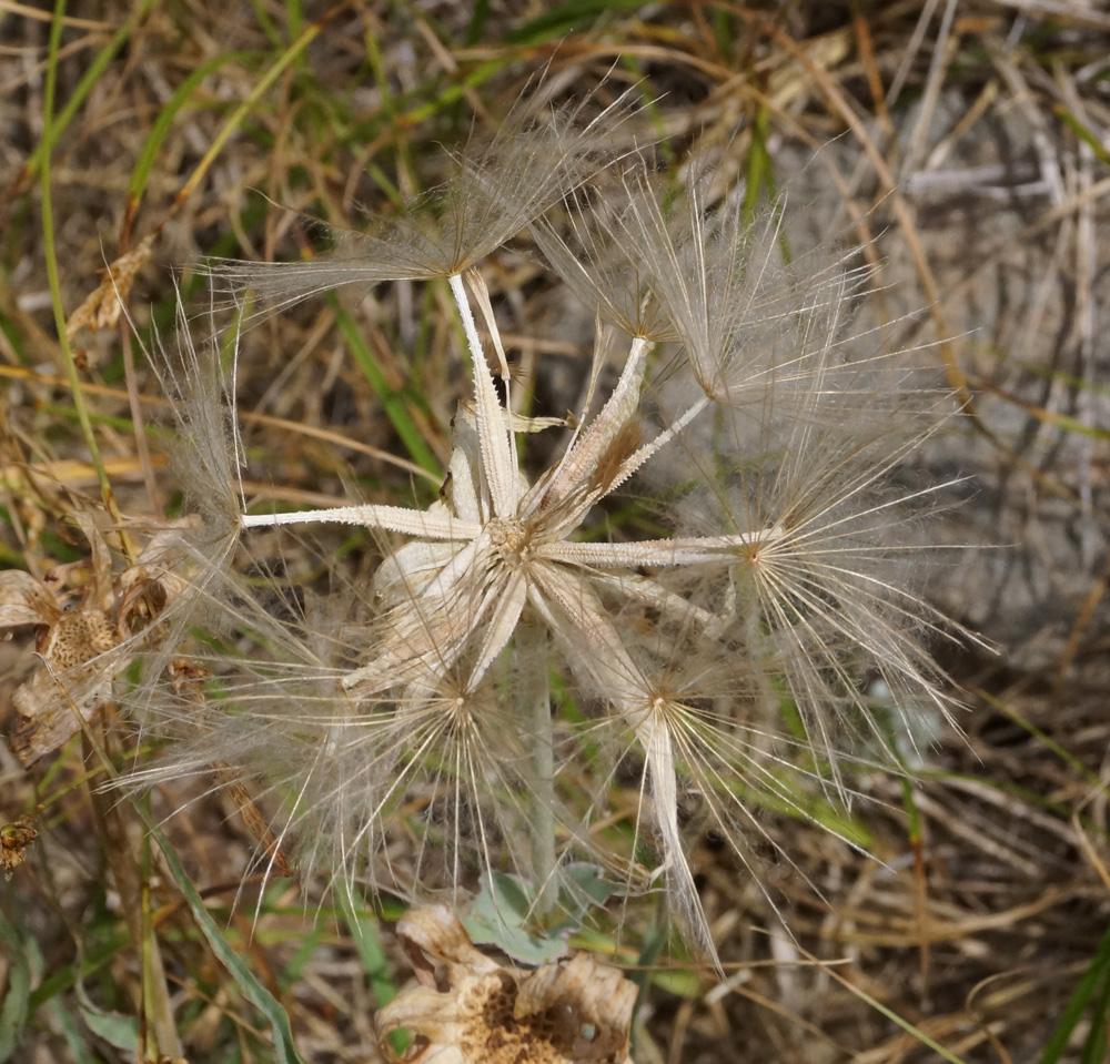 Изображение особи род Tragopogon.