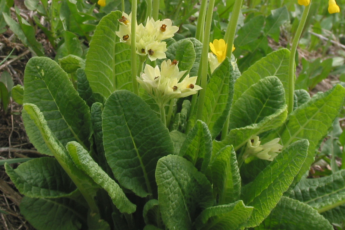 Image of Primula macrocalyx specimen.