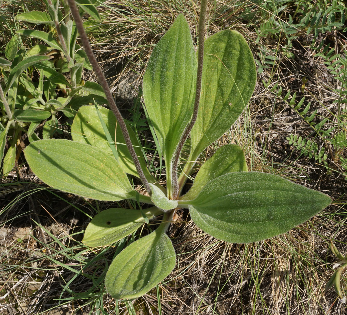 Изображение особи Plantago urvillei.