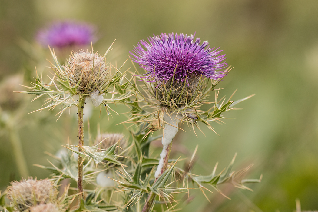 Image of Cirsium pugnax specimen.