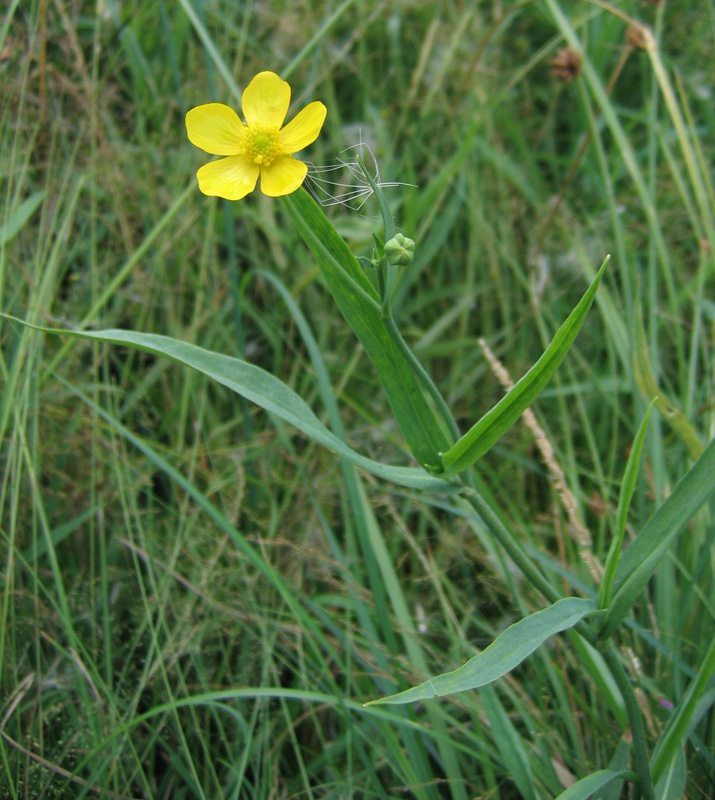 Image of Ranunculus lingua specimen.