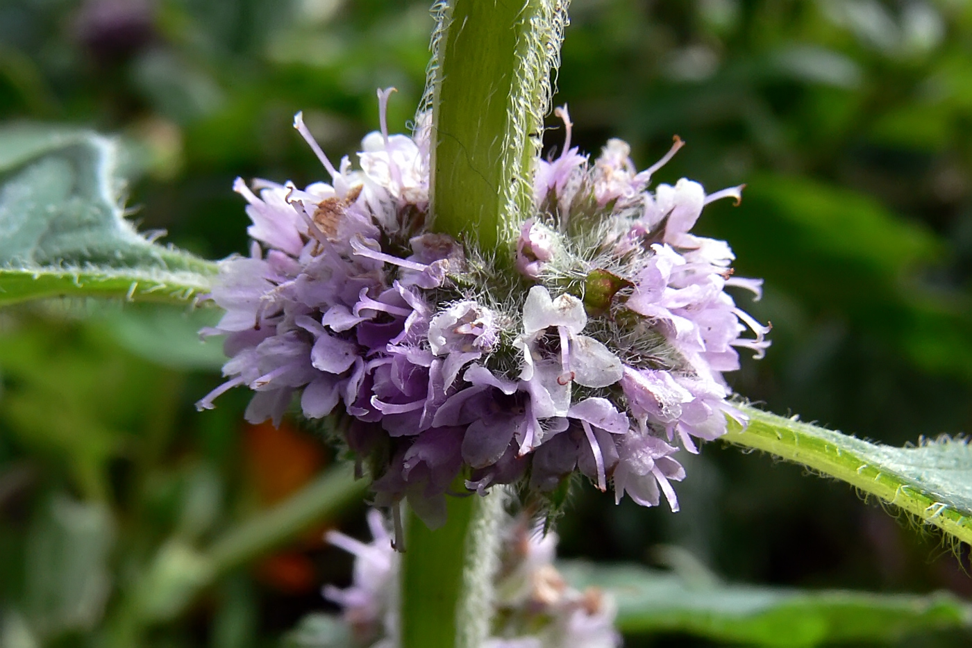 Изображение особи Mentha &times; verticillata.