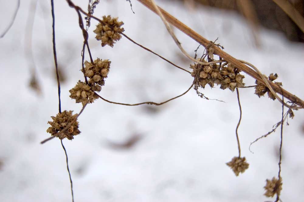 Image of Cuscuta europaea specimen.