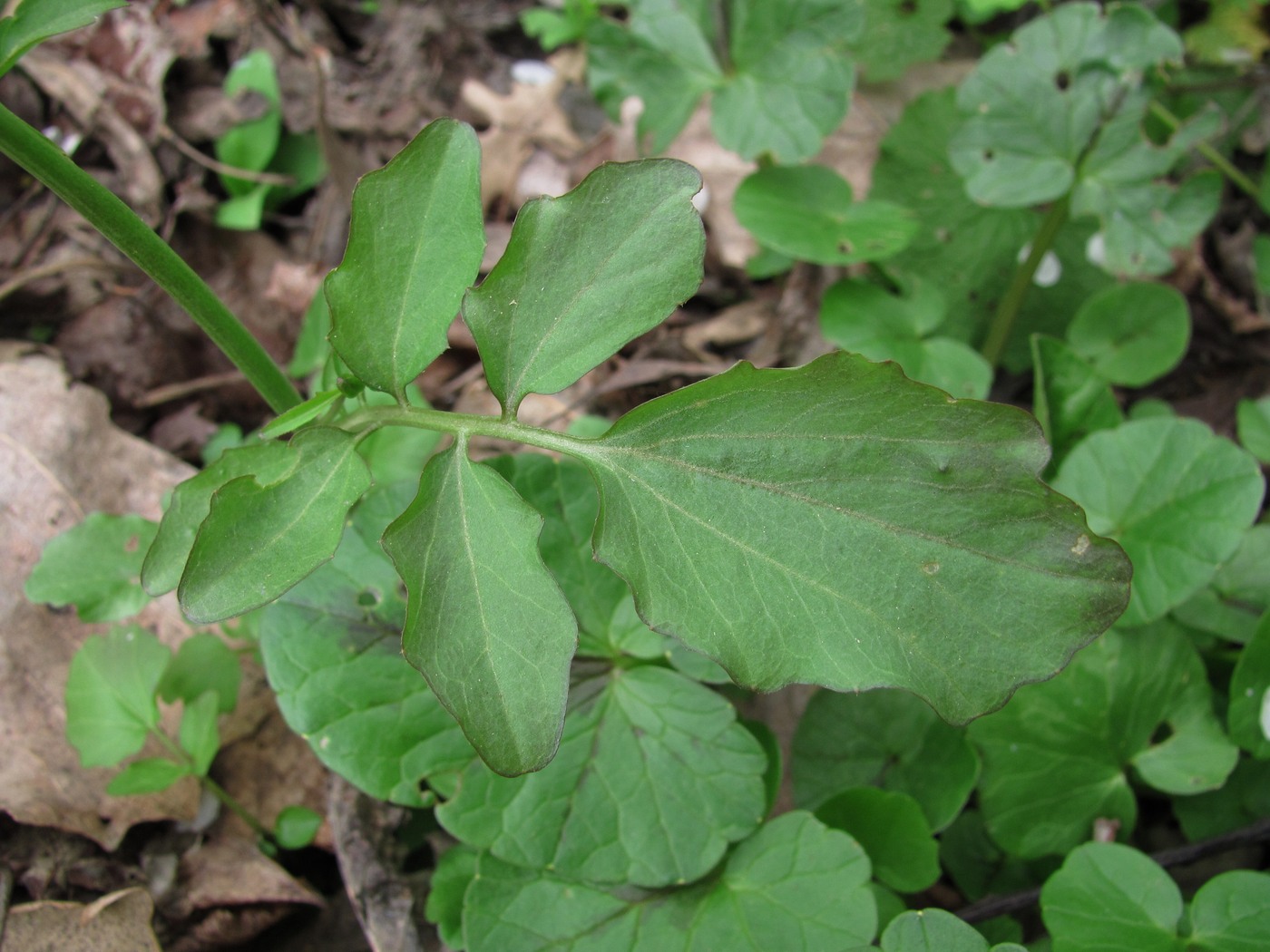 Image of Cardamine tenera specimen.