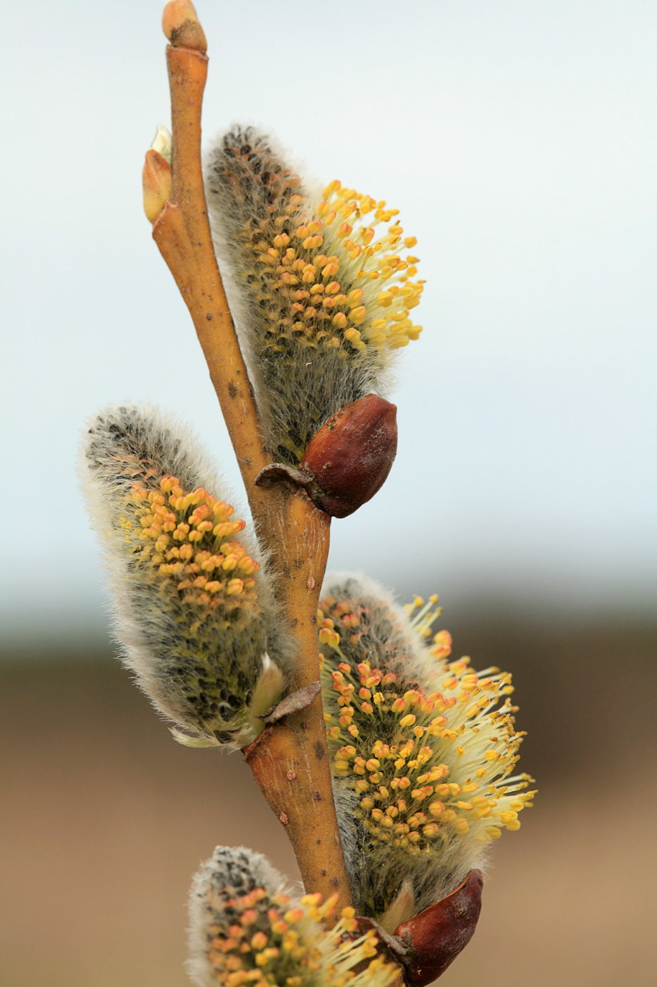 Image of Salix cinerea specimen.