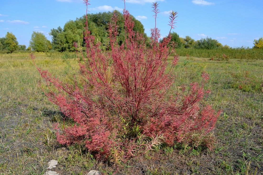 Image of Euphorbia palustris specimen.