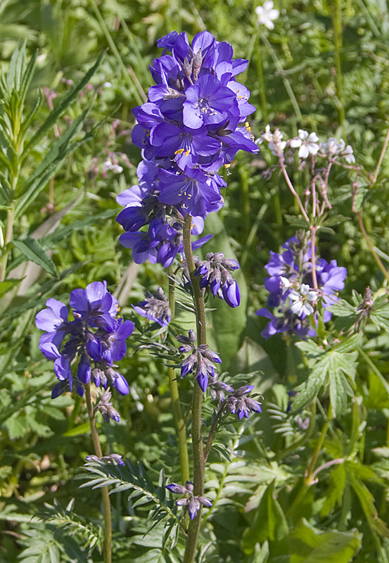 Image of Polemonium caeruleum specimen.