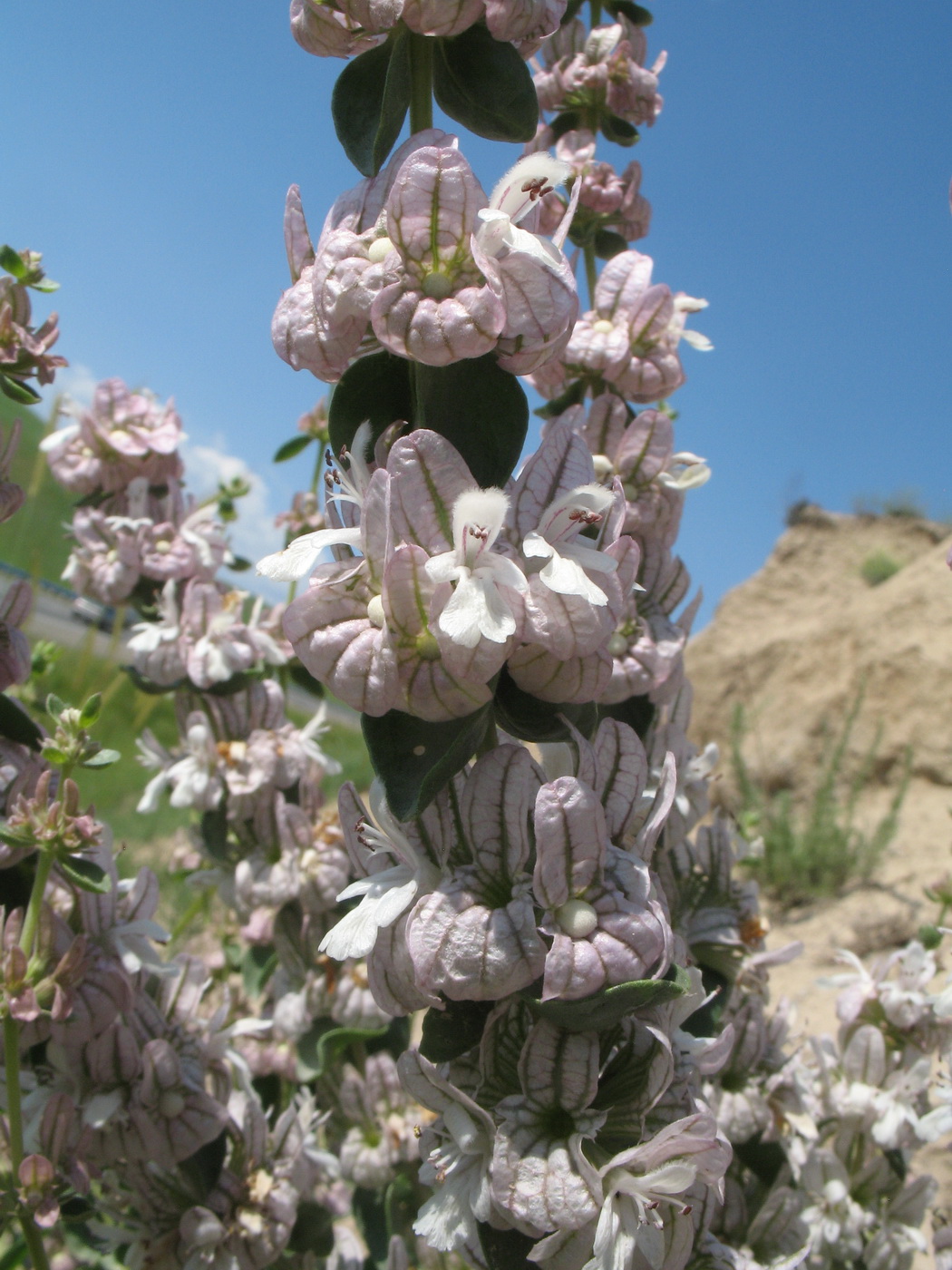 Image of Otostegia olgae specimen.