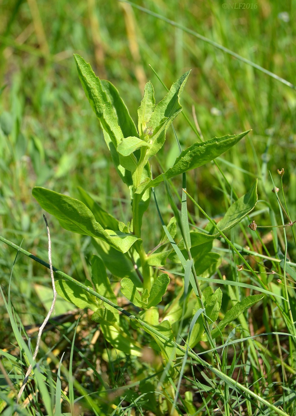 Image of Sphaeranthus strobilifer specimen.