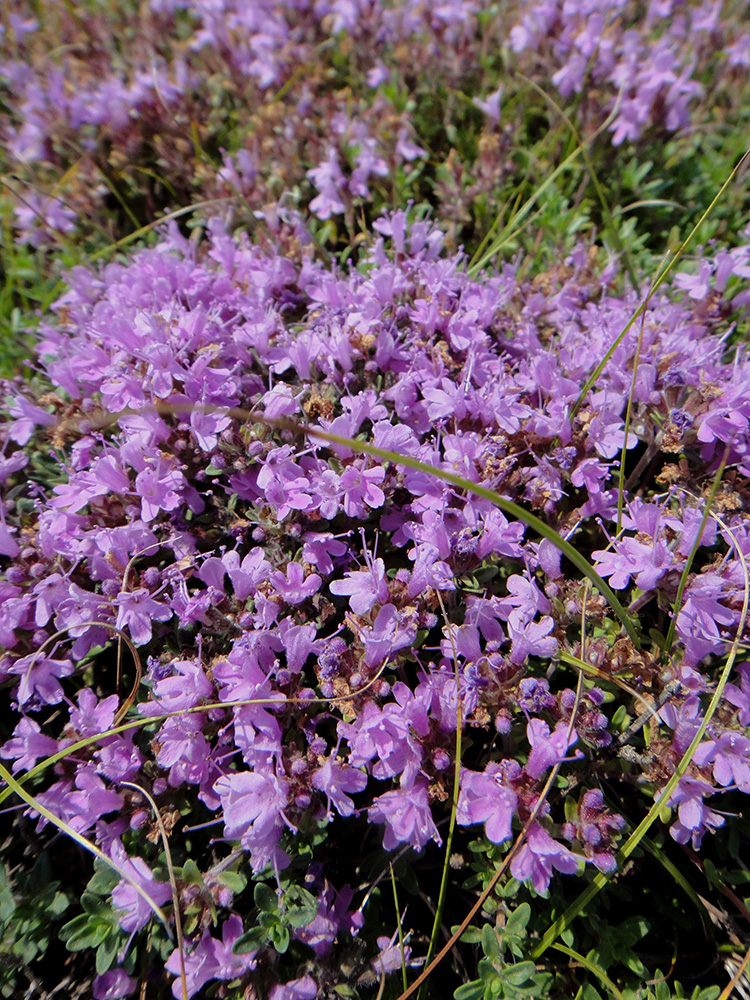 Изображение особи род Thymus.