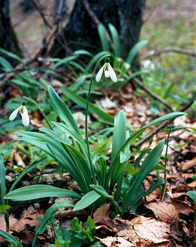 Изображение особи Galanthus plicatus.