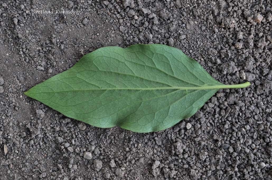 Image of Syringa pubescens ssp. patula specimen.