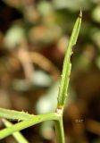 Mantisalca salmantica. Стеблевой лист. Испания, Андалусия, национальный парк Torcal de Antequera. Август.