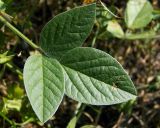 Psoralea bituminosa subspecies pontica. Лист. Крым, окр. Ялты, заповедник «Мыс Мартьян». 07.06.2016.