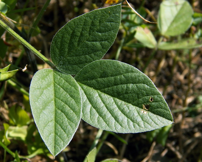 Изображение особи Psoralea bituminosa ssp. pontica.