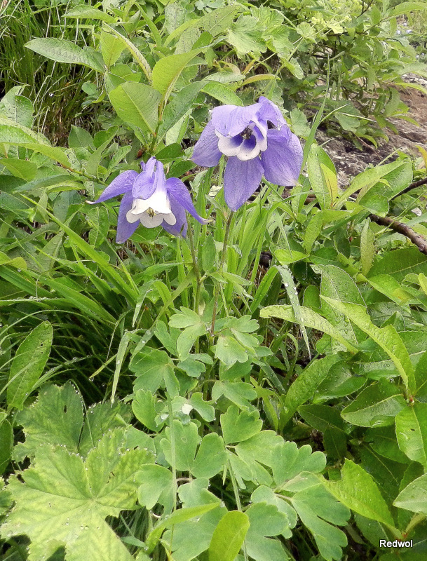 Image of Aquilegia olympica specimen.