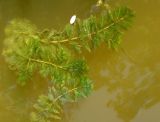 Myriophyllum spicatum