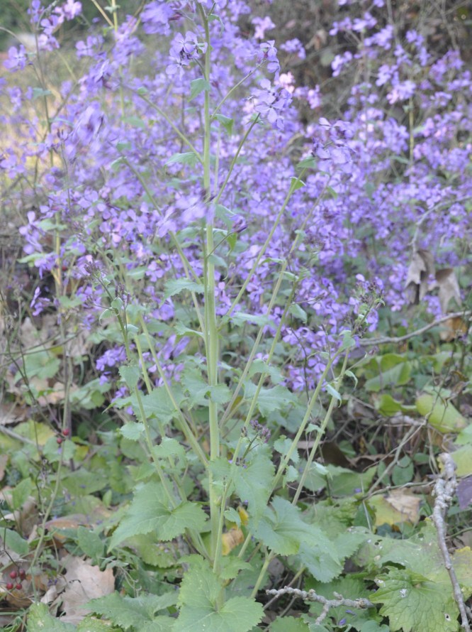 Image of Lunaria annua specimen.