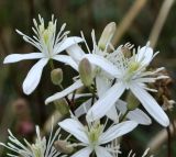 Clematis flammula