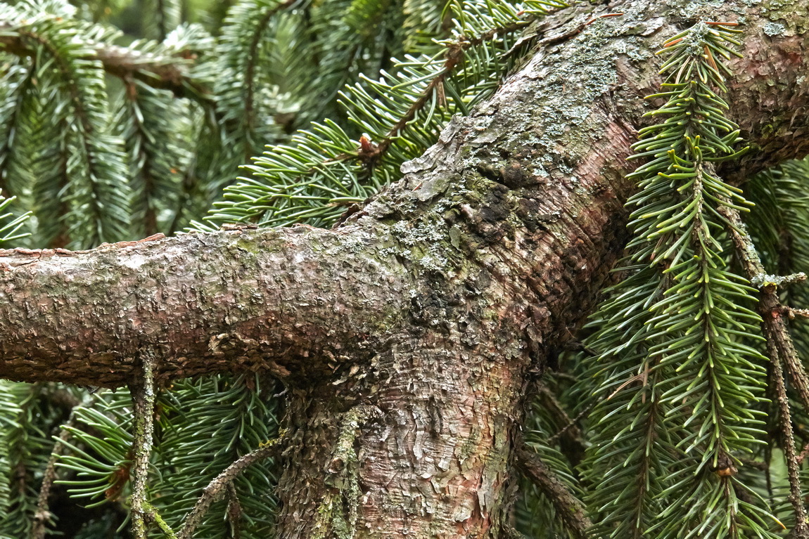 Image of Picea abies specimen.