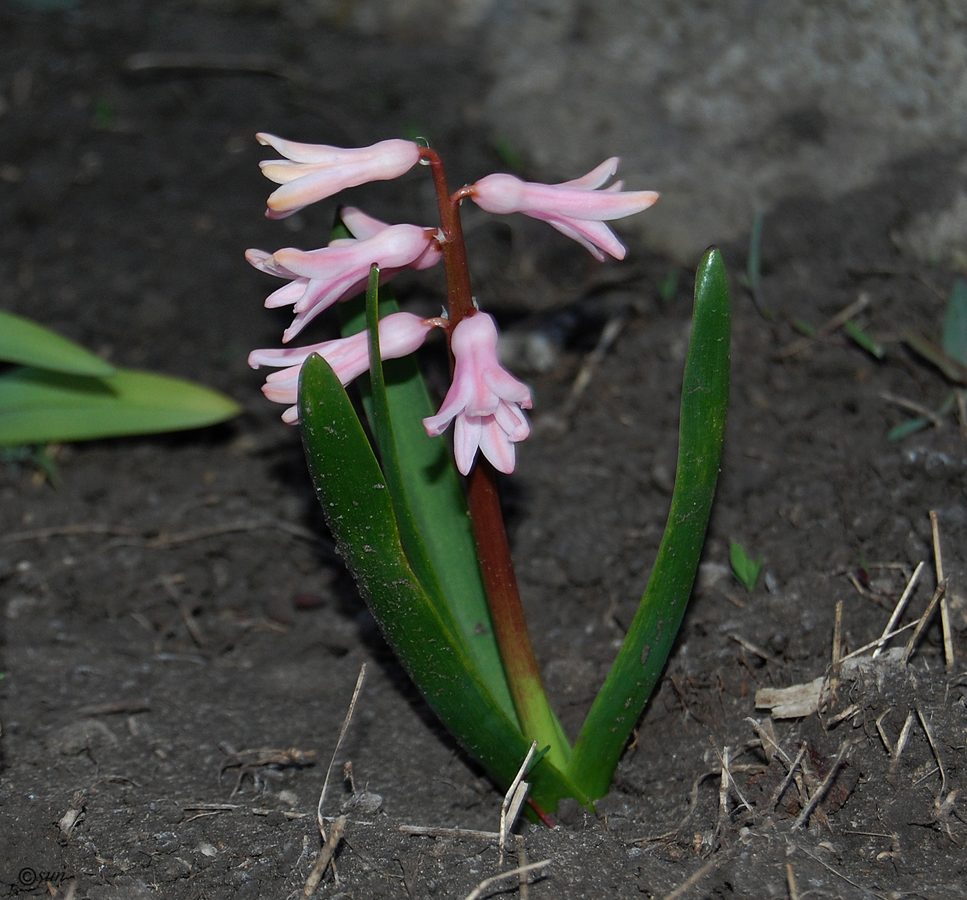 Image of Hyacinthus orientalis specimen.