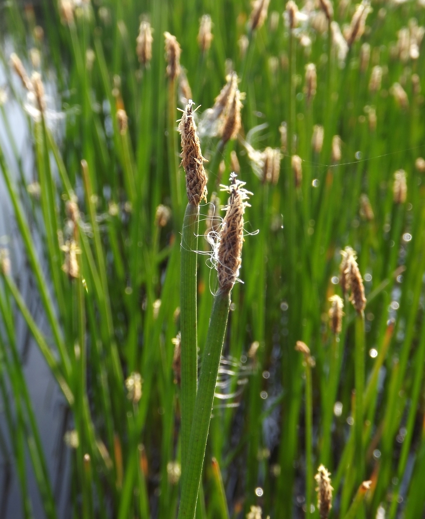 Image of Eleocharis palustris specimen.