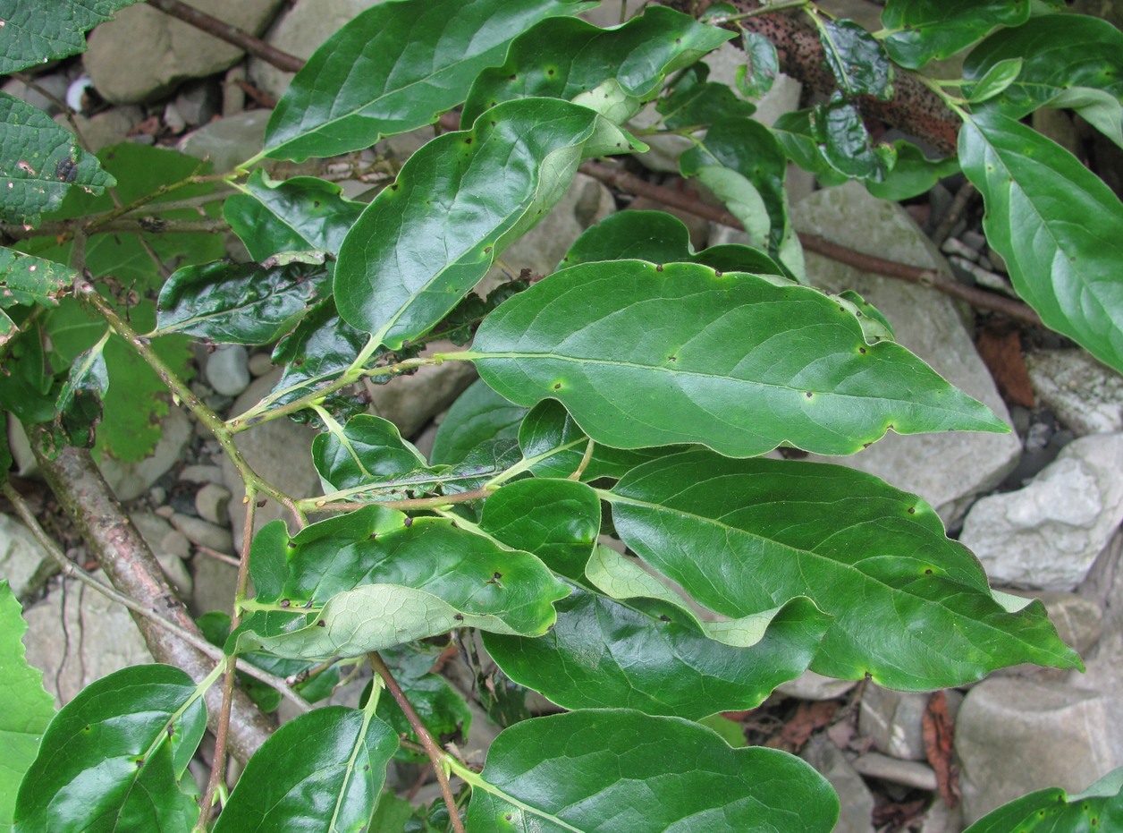 Image of Diospyros lotus specimen.