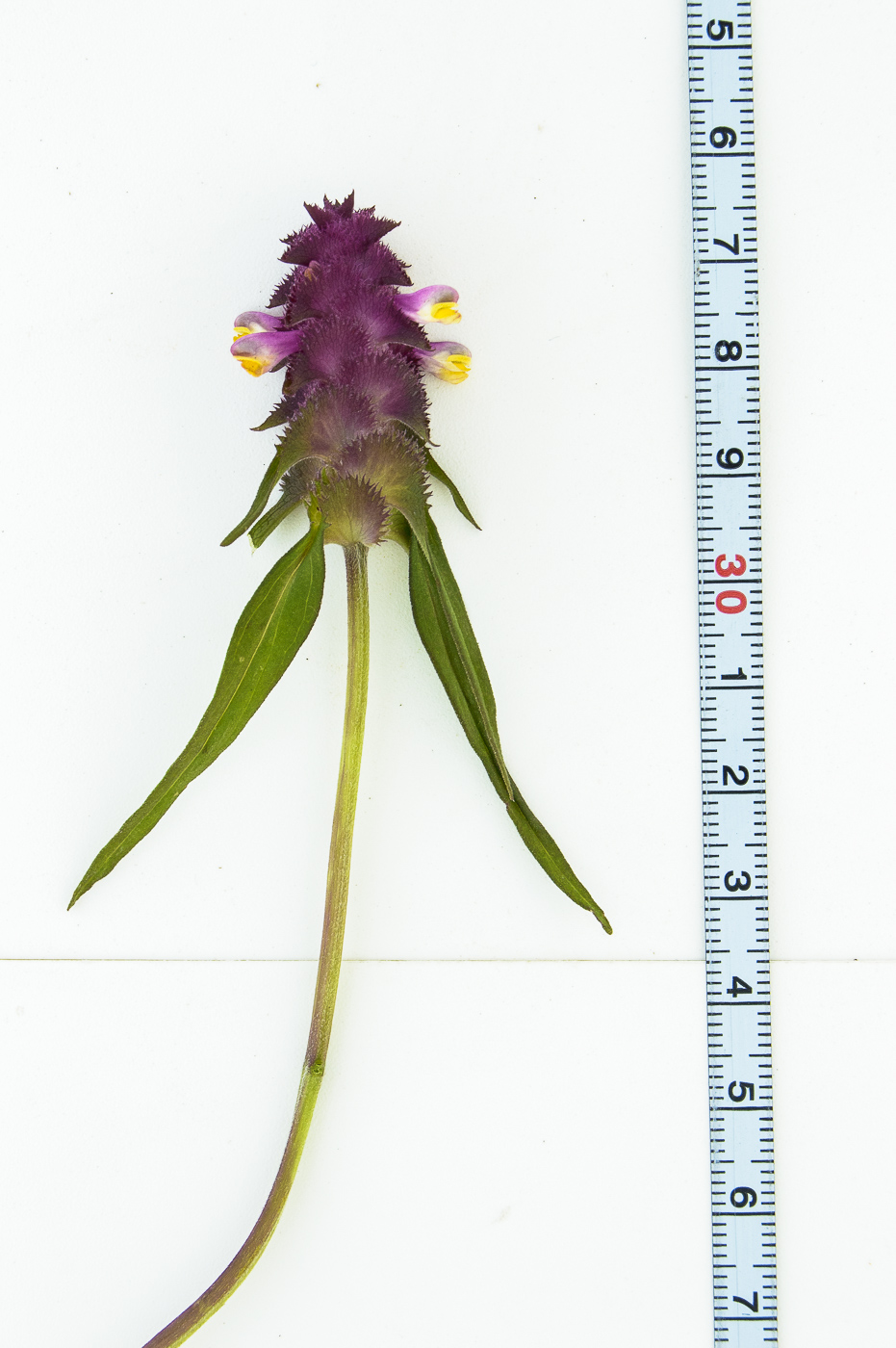 Image of Melampyrum cristatum specimen.