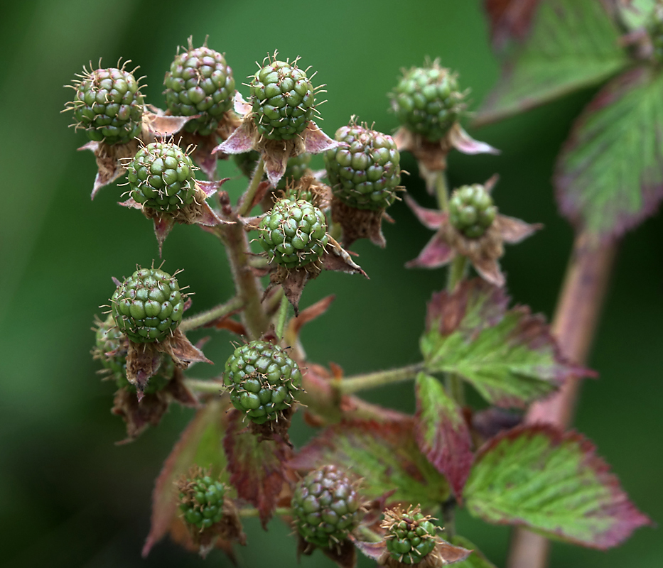 Изображение особи Rubus allegheniensis.