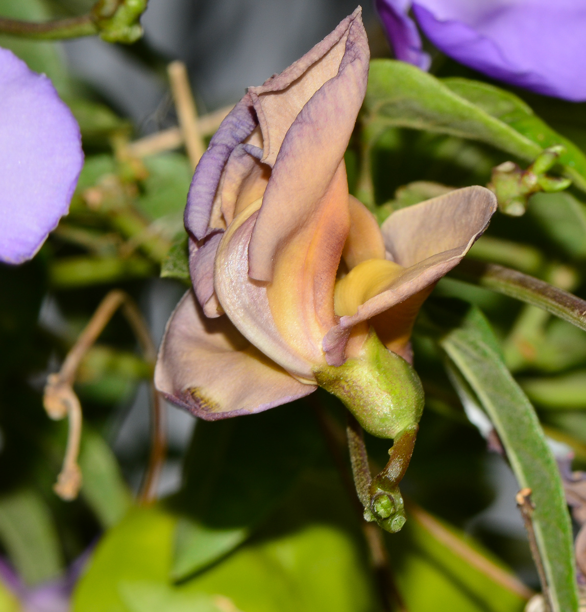 Image of Vigna speciosa specimen.