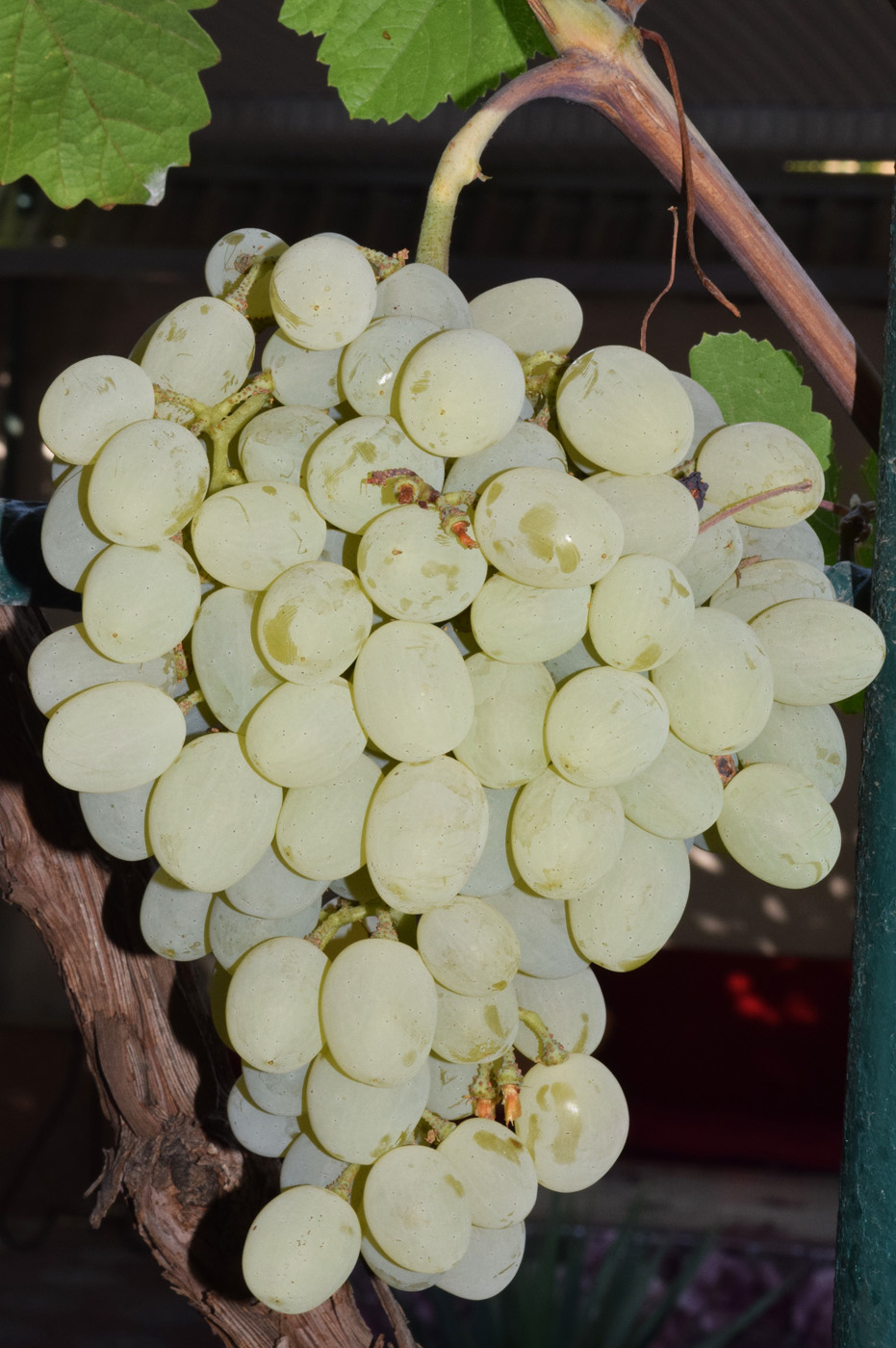 Image of Vitis vinifera specimen.